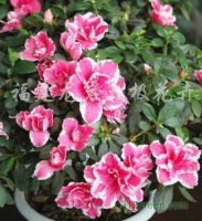 福建龍巖 綠意盎然的花木產(chǎn)業(yè)——從果樹苗木到禮品花卉的多元發(fā)展